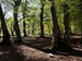 Bel bosco di faggi