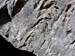 Fossili